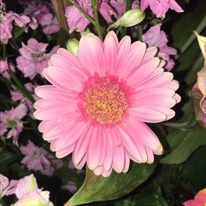 Meet your Posher, Miranda